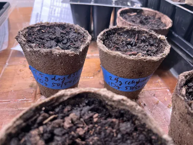 Molded seaweed planter pots. Testing out different designs.