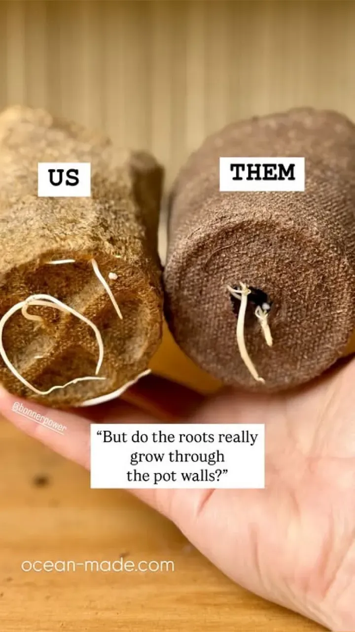 Roots were more successful at growing through the plant walls of the seaweed paper pots.