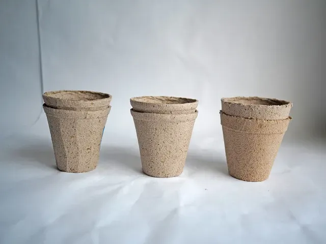 Molded seaweed planter pots. Testing out different designs.