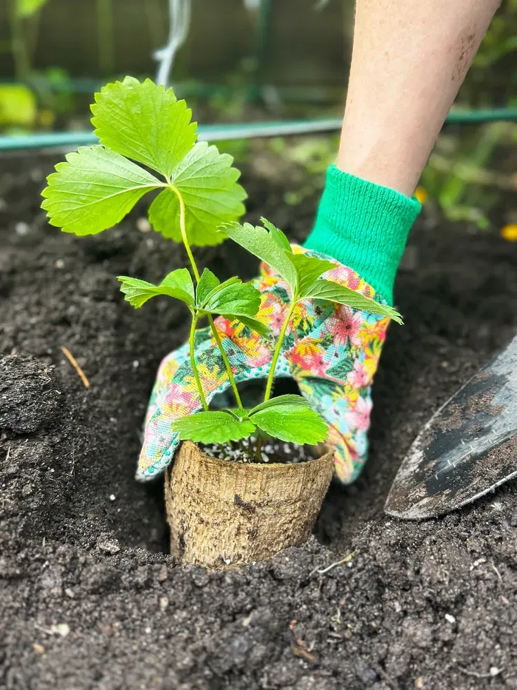 Planting strawberries in Kelp Pots.