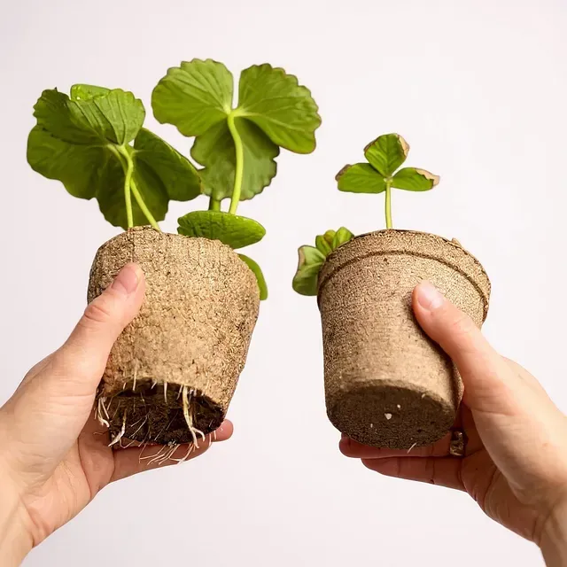 Roots were more successful at growing through the plant walls of the seaweed paper pots.