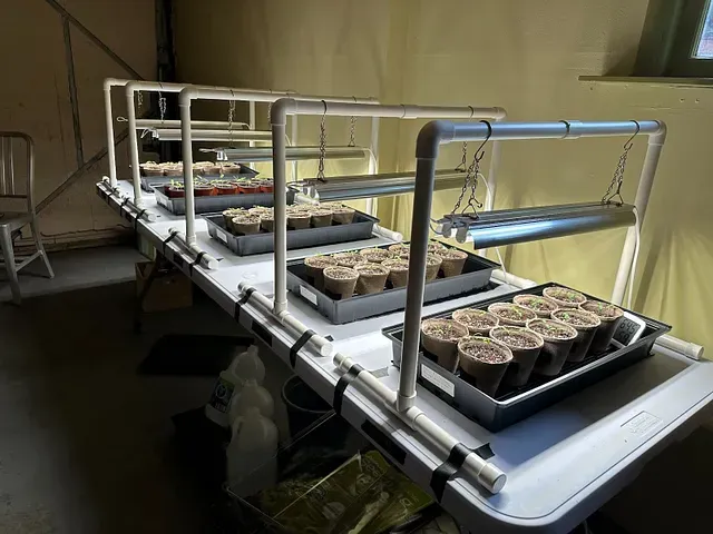 Starting tomato seedings in plastic, coco-coir, plain paper, and seaweed paper pots.