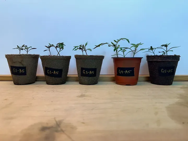 The plants in the plastic pots were growing faster in the beginning.